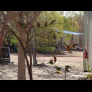 Auch auf diesem Campingplatz ziehen tropfende Wasserhähne Vögel (Rotnackenloris) an